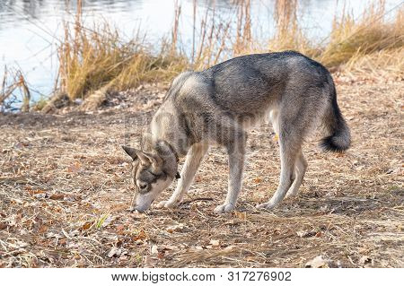 Portrait Of A Dog Breed West Siberian Laika By The Lake
