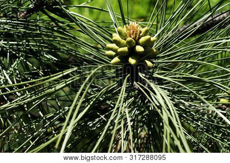 Young Green Cedar Cones On A Branch Of A Young Cedar