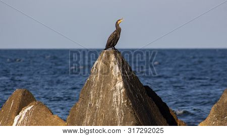 Seascape. Cormorant With A Dissolved Beak On A Concrete Pyramid. Shabla, Northern Black Sea Coast, B
