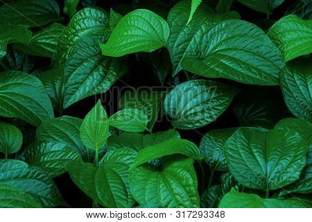 Wild Betal Leafbush Growing In A Garden With Dark Background