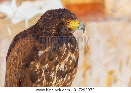 Close-up Of The Golden Eagle (aquila Chrysaetos) Adult. Also Known As Caudal Eagle. Ring For Falconr
