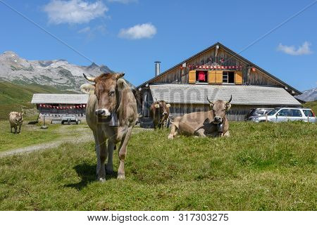 Grazing Cows At Melchsee-frutt In The Swiss Alps