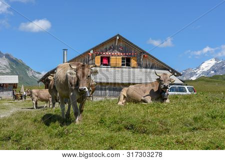 Grazing Cows At Melchsee-frutt In The Swiss Alps