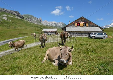 Grazing Cows At Melchsee-frutt In The Swiss Alps