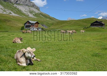 Grazing Cows At Melchsee-frutt In The Swiss Alps