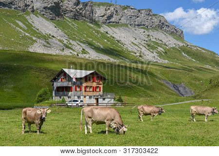 Grazing Cows At Melchsee-frutt In The Swiss Alps