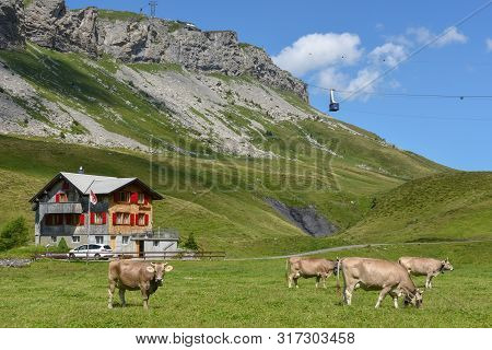 Grazing Cows At Melchsee-frutt In The Swiss Alps