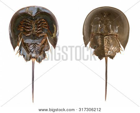 Horseshoe Crab Or Limulus Polyphemus In Upper Surface And Lower Surface Isolated On White Background