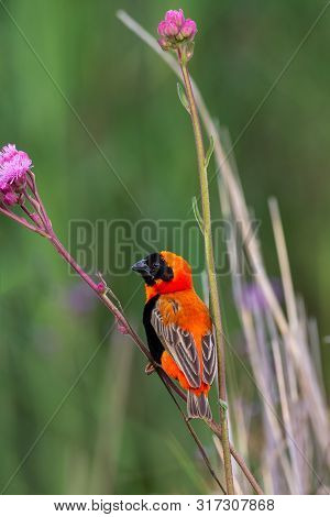Single Red-bishop Sitting The Stem Of A Purple Wildflower