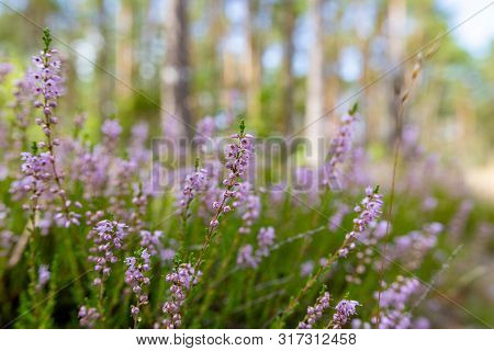 Beautiful Little Flowers Blooming In The Forest. Calluna Vulgaris By The Forest Road.