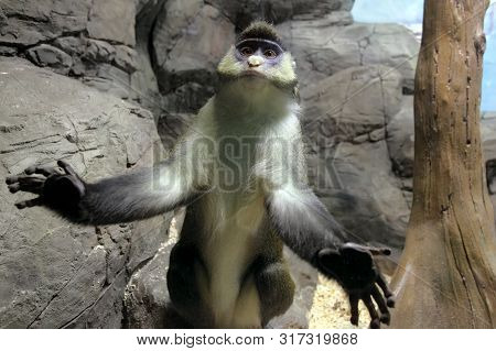 Cercopithecus Ascanius Monkey Or Red Tailed Guenon Monkey