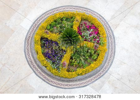 Flowers In The Circle With Cycas Revoluta Palm Tree In The Middle