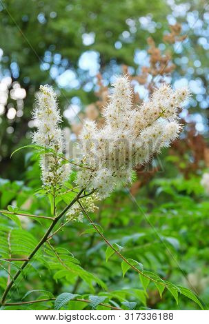 (sorbaria Tomentosa (lindl.) In The Botanical Sady Summer.