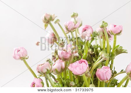 Ranuncolo rosa