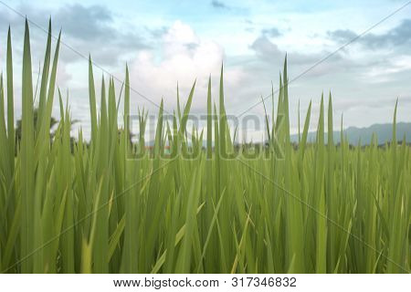 Farm Green Rice With Cloud Blue Sky Of Country Of Tradition Of Harvest