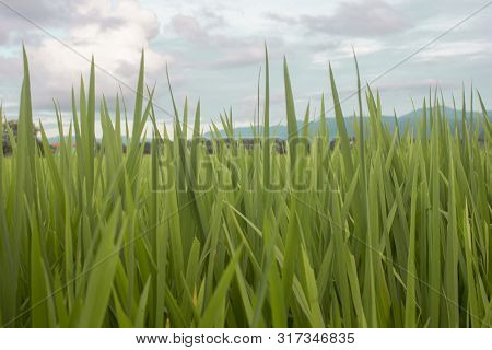 Farm Green Rice With Cloud Blue Sky Of Country Of Tradition Of Harvest