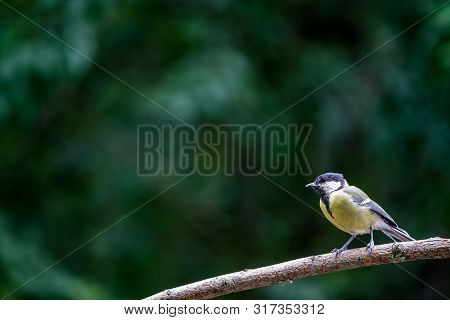 An Coal Tit Sitting On The Branches Of A Bush Resting