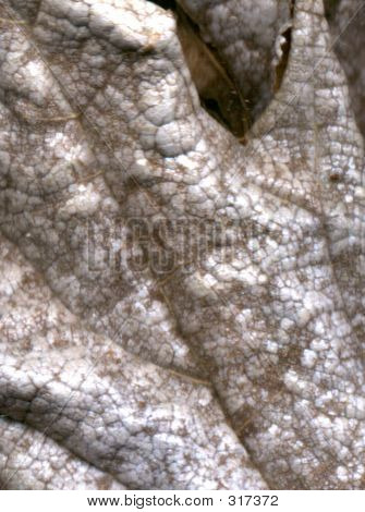 Leaf Scan 1