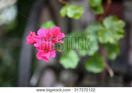 Beautiful Small Pink Color Flowers With Blur Background