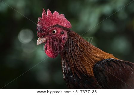 The Close Up Of Chicken Head Fighters In Thailand Are The Henchmen To Fight For A Popular Sport In A