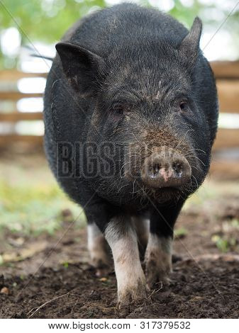 Pot-bellied Pig. Portrait Of A Pig. The Concept Of Breeding Pigs, Veterinary