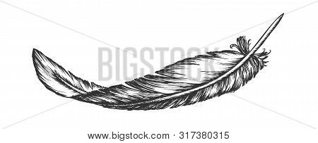 Lost Bird Outer Element Feather Hand Drawn . Lying Fluffy Feather Considered Most Complex Integument