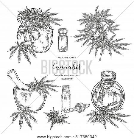 Cannabis Sativa Or Cannabis Indica Plant. Marijuana Leaves And Seeds Set. Medical And Cosmetic Herbs