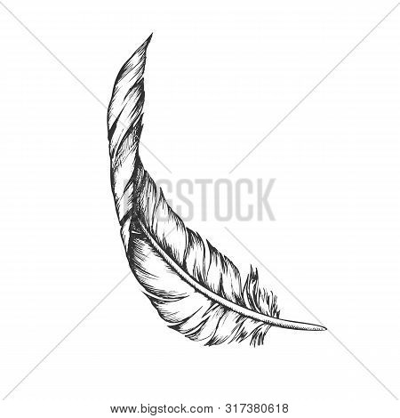 Decorative Bird Element Feather Vintage . Vane And Rachis, Barb And Afterfeather, Hollow Shaft And C