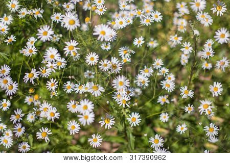 Natural Patternt Of Blooming Chamomille, Common Daisy Field.