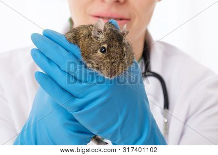 Veterinarian doctor holding her fluffy rodent patient, degu