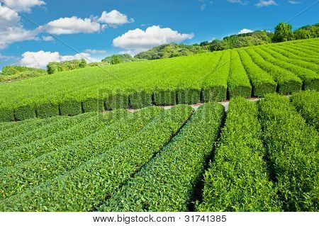 Piantagione di tè verde bella presso Nihondaira, Shizuoka - Giappone