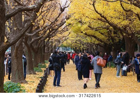 Tokyo, Japan - November 30, 2016: People Celebrate Ginkgo Avenue Autumn Foliage In Tokyo, Japan. Ich