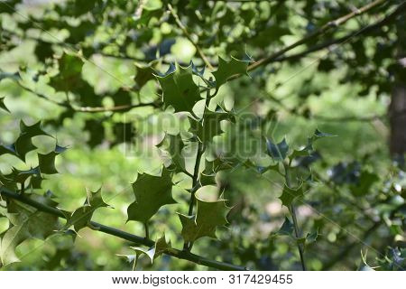 Stunning Green Holly Bush With Sharp Spiney Leaves On A Bush.