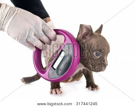 Puppy American Bully And Microchip,  In Front Of White Background