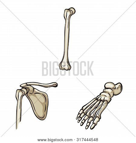 Vector Design Of Bone And Skeleton Symbol. Set Of Bone And Human Stock Symbol For Web.