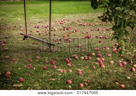 Country Rope Swing Under An Apple Tree Vintage Nastalgic Childhood