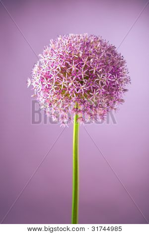 Lilla alium løg blomst, studio skud