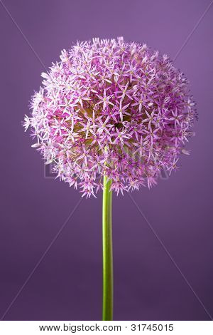Lilla alium løg blomst, studio skud