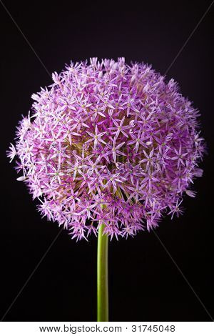 Lilla alium løg blomst i sort, studio skud