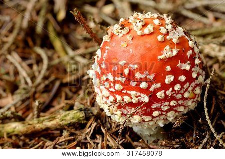 Amanita Muscaria - Detail Of Head Of Toadstool Red In The Needle