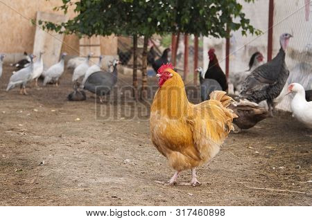 Photo Of A Fiery Red Rooster Breed Orpington Fawn Walking In Yard Bird.