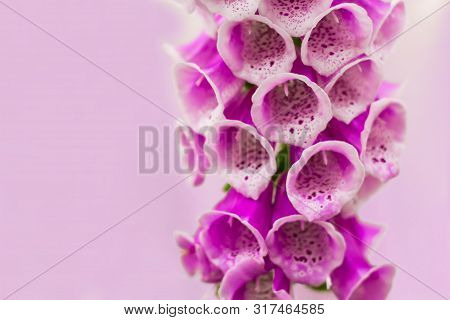 Close Up Of Digitalis Purpurea Flower Or Foxglove On Purple Background Woth Copy Space.