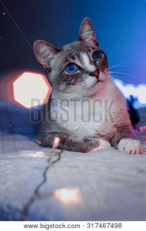 Photograph Taken Inside A Room With My Cat With Lights