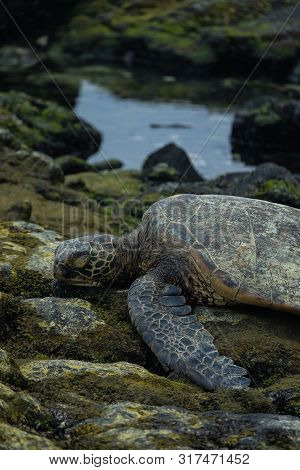 Green Sea Turtle Laying On The Rocks