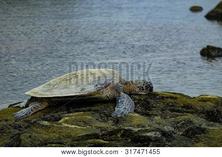 Green Sea Turtle Laying On A Rock By The Sea