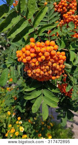 Very Beautiful Red Rowanberry,berries Rowan In Summer, Mountain Ash On The Tree In Summer With Branc