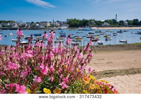 Pink Flowers In The Front Focused, In The Background Is Blurred The Harbor Of Sainte-marine And Beno