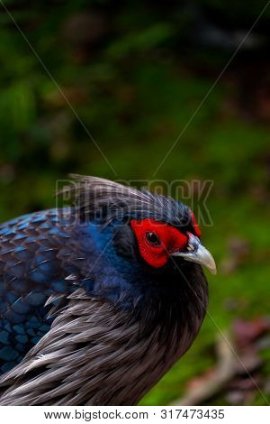 Kalij Pheasant With Green Grass Behind It