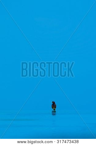 Bird Sitting At The Edge Of Water With Blue Sky