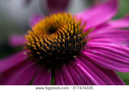 Close Up Of Cone Flower / Echinacea Flower